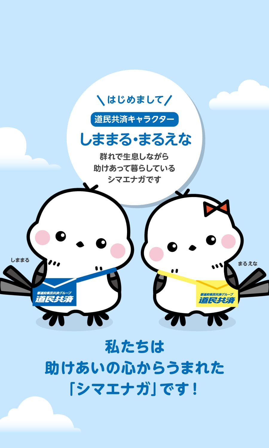 はじめまして 道民共済キャラクター「しままる・しまえな」 群れで生息しながら助けあって暮らしているシマエナガです